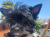 LAST GIRL! Mini Black Yorkshire Terrier