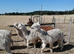 3 female alpacas