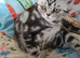 Bsh.kitten boy looking for new home now.