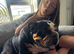 Beautiful male and female bulldogs