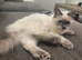 ragdoll