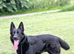 Long haired German shepherd