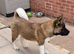 KC American Akita