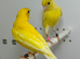 Beautiful pair of yellow raza canaries for sale