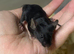 Baby fancy male mice for sale