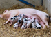 GOS SOW for sale