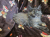 3 x Maine Coon Kittens ONLY FEMALES LEFT