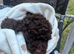 **READY NOW**Stunning 5th generation pedigree miniature poodles