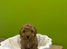 Cavapoo puppies