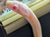 Snow motley female corn snake