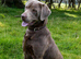 Silver Labrador Stud- KC Registered