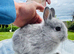 ***Quality*** Netherland Dwarf Bunnies