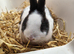 Male Bunny For Sale Northampton 14 weeks old