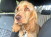 Show cocker spaniel