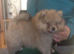 HANDSOME SABLE KLEIN SPITZ DOG PUPPY. K.C.