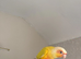 Sun cheek 6 months old, Gorgeous bird