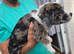 Border collie cross cane corso