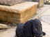 One black cockapoo