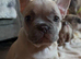 French bulldog puppies