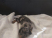 miniature dachshund puppies
