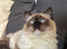 For Stud - Seal point mitted carrying Mink and Choc
