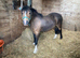 Beautiful very well bred broodmare, companion or show pony