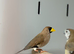 Mask finch