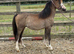 Welsh a yearling colt
