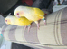 Lutino Greencheek Conures hand reared silly tame