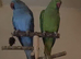 Green ringneck