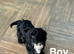 Lovely girls and boys cockapoo ready now