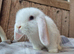 Mini lop baby boy