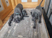 Outstanding blue kc weimaraner puppies