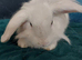 Male lionhead mixed breed rabbits