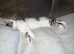 female cali co kitten