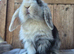 Mini lop babies ready now