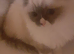 Ragdoll kitten