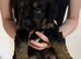 Rottweiler mix German shepherd husky puppies