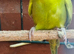 3 budgies for sale in Maidstone