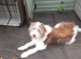 Bearded collie male