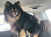 Beautiful pomeranian pups