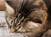Female bengal x