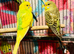 Young budgies