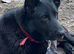 18month old female German shepherd