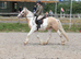 15.1/2H - 4Yo - Lemon & White - Gypsy Cob - Gelding - All Rounder
