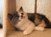 British shorthair kittens