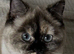 Beautiful Female BSH
