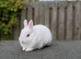 1 REW GIRL LEFT - Beautiful Pure Netherland Dwarf Baby Bunnies  ️