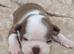 Gorgeous KC reg Boston terrier pups