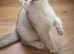 Kitten